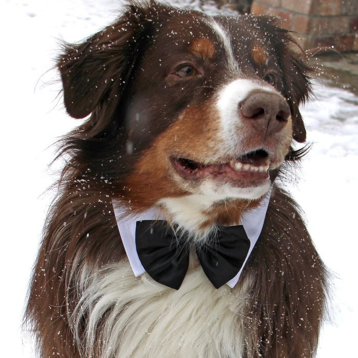 Black Satin Bow with White Collar Dog Wedding Accessory - Giftware - Doggie Design